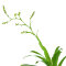 Bromelia Mix aus 8 Pflanzen unterschiedlicher Sorten