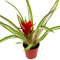 Bromelia Mix aus 8 Pflanzen unterschiedlicher Sorten
