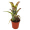 Bromelia Mix aus 8 Pflanzen unterschiedlicher Sorten