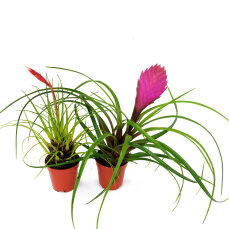 Tillandsia Mix aus 2 verschiedenen Sorten