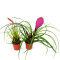 Tillandsia Mix aus 2 verschiedenen Sorten