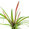 Tillandsia Mix aus 2 verschiedenen Sorten