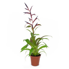 Tillandsia Mix aus 3 verschiedenen Sorten