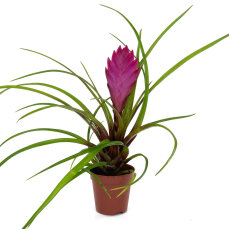 Tillandsia Mix aus 3 verschiedenen Sorten