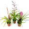 Tillandsia Mix aus 3 verschiedenen Sorten