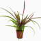 Tillandsia Mix aus 3 verschiedenen Sorten