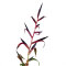 Tillandsia Mix aus 3 verschiedenen Sorten