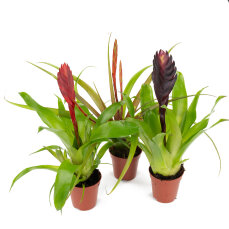 Vriesea Mix aus 3 verschiedenen Sorten