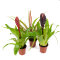 Vriesea Mix aus 3 verschiedenen Sorten