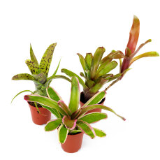 Neoregelia Mix aus 3 verschiedenen Sorten