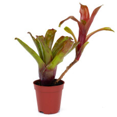 Neoregelia Mix aus 3 verschiedenen Sorten