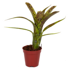 Neoregelia Mix aus 3 verschiedenen Sorten