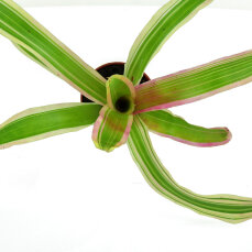 Neoregelia Mix aus 3 verschiedenen Sorten