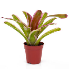 Neoregelia Mix aus 3 verschiedenen Sorten