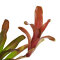 Neoregelia Mix aus 3 verschiedenen Sorten