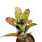 Neoregelia Mix aus 3 verschiedenen Sorten