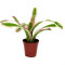 Neoregelia Mix aus 3 verschiedenen Sorten