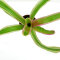 Neoregelia Mix aus 3 verschiedenen Sorten