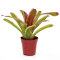 Neoregelia Mix aus 3 verschiedenen Sorten