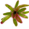 Neoregelia Mix aus 3 verschiedenen Sorten