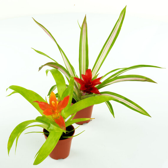 2 Stück Guzmania spec. verschiedene Farben