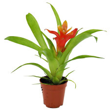 2 Stück Guzmania spec. verschiedene Farben