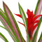 2 Stück Guzmania spec. verschiedene Farben