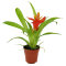 2 Stück Guzmania spec. verschiedene Farben