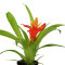 2 Stück Guzmania spec. verschiedene Farben