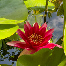 Seerose Nymphaea Attraction für Fisch- und Gartenteiche