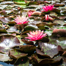 Seerose Nymphaea Attraction für Fisch- und Gartenteiche
