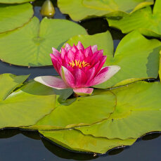Seerose Nymphaea Attraction für Fisch- und Gartenteiche