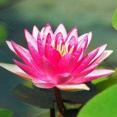 Seerose Nymphaea Attraction für Fisch- und Gartenteiche