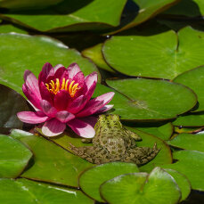 Seerose Nymphaea Attraction für Fisch- und Gartenteiche