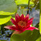 Seerose Nymphaea Attraction für Fisch- und Gartenteiche