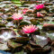 Seerose Nymphaea Attraction für Fisch- und Gartenteiche