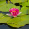 Seerose Nymphaea Attraction für Fisch- und Gartenteiche