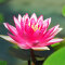 Seerose Nymphaea Attraction für Fisch- und Gartenteiche