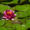 Seerose Nymphaea Attraction für Fisch- und Gartenteiche