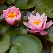 Seerose Nymphaea Fabiola für kleine Teiche und...
