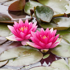 Seerose Nymphaea Fabiola für kleine Teiche und Pflanzbecken