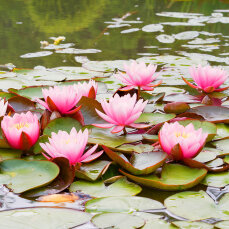Seerose Nymphaea Fabiola für kleine Teiche und Pflanzbecken