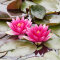 Seerose Nymphaea Fabiola für kleine Teiche und Pflanzbecken