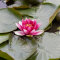 Seerose Nymphaea Fabiola für kleine Teiche und Pflanzbecken