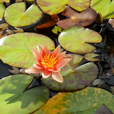 Seerose Nymphaea Sioux orangefarben auch für kleine Teiche