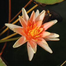 Seerose Nymphaea Sioux orangefarben auch für kleine Teiche