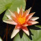 Seerose Nymphaea Sioux orangefarben auch für kleine Teiche