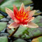 Seerose Nymphaea Sioux orangefarben auch für kleine Teiche