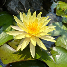 Seerose Nymphaea Sulphurea der gelbe Dauerblüher
