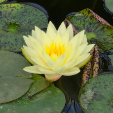 Seerose Nymphaea Sulphurea der gelbe Dauerblüher